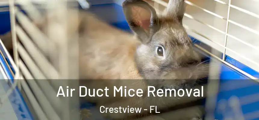 Air Duct Mice Removal Crestview - FL