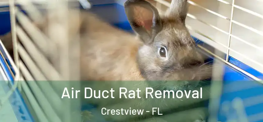 Air Duct Rat Removal Crestview - FL